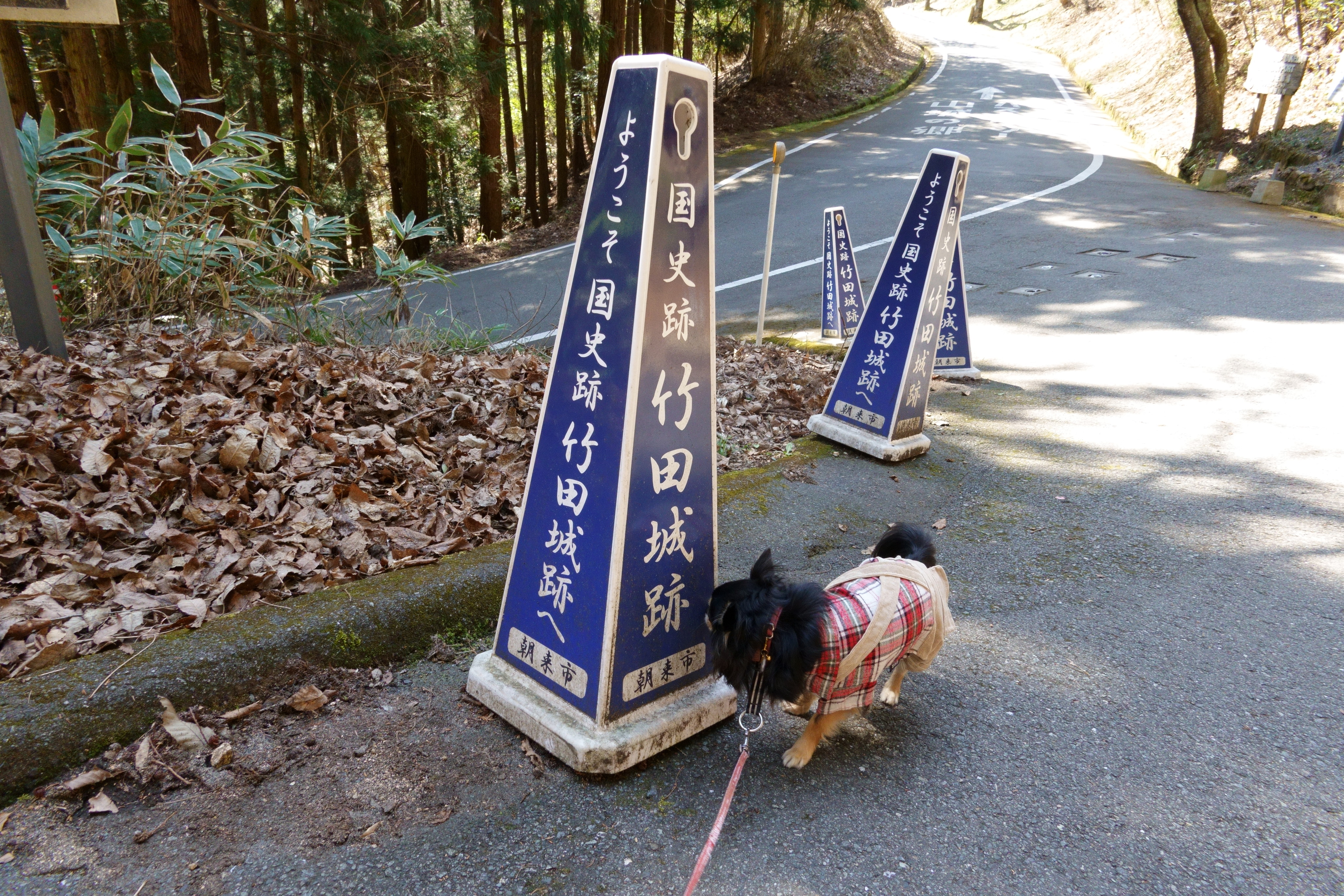 竹田城跡(たけだじょうせき)