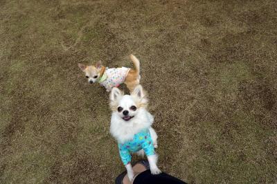 「DOG