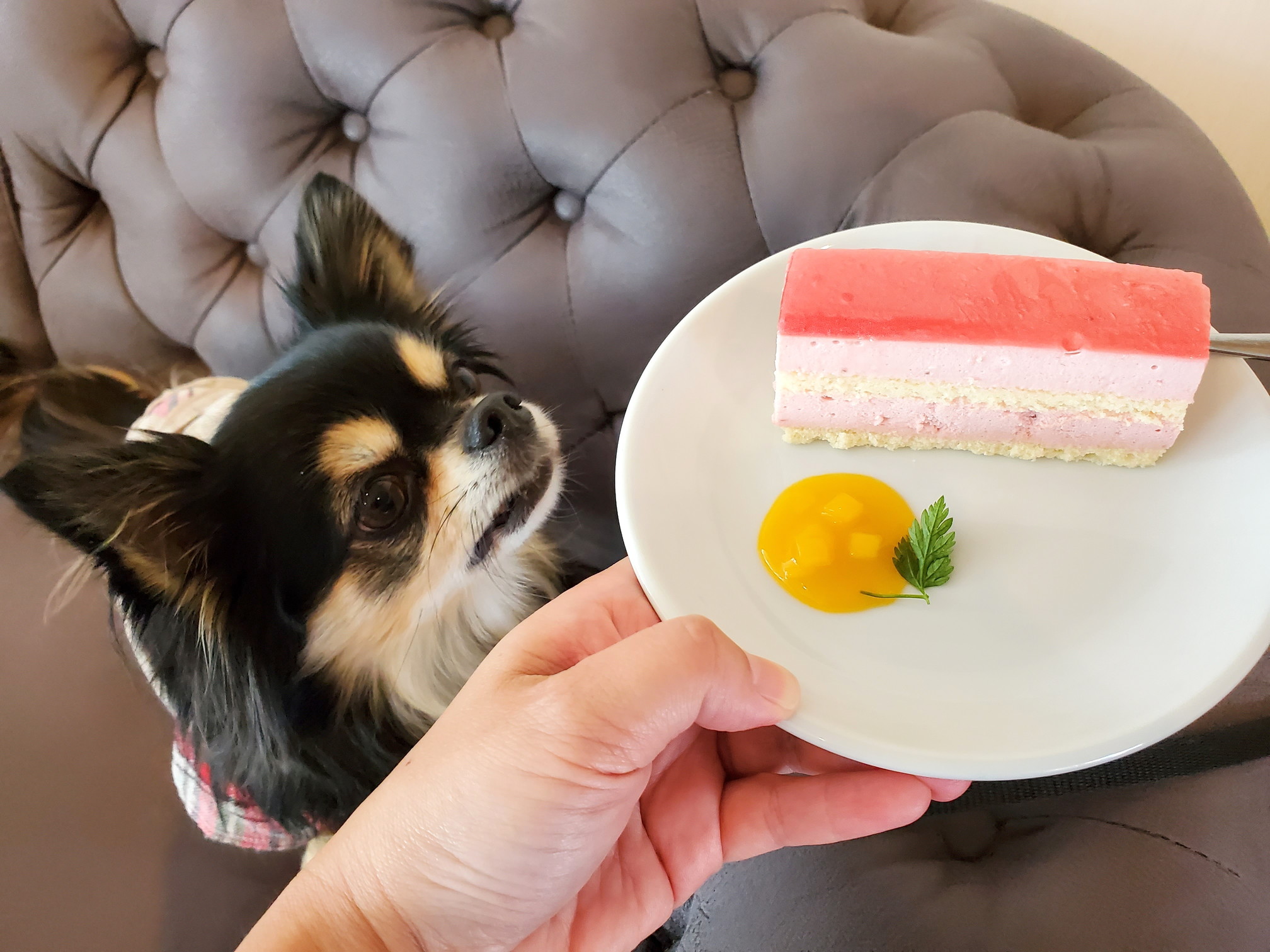 ドッグカフェ メイプル（DogCafe MAPLE）