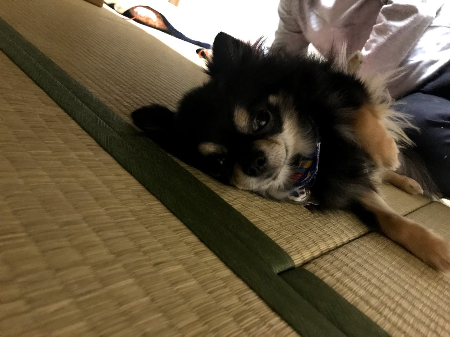 ペット&スパホテル那須ワン
