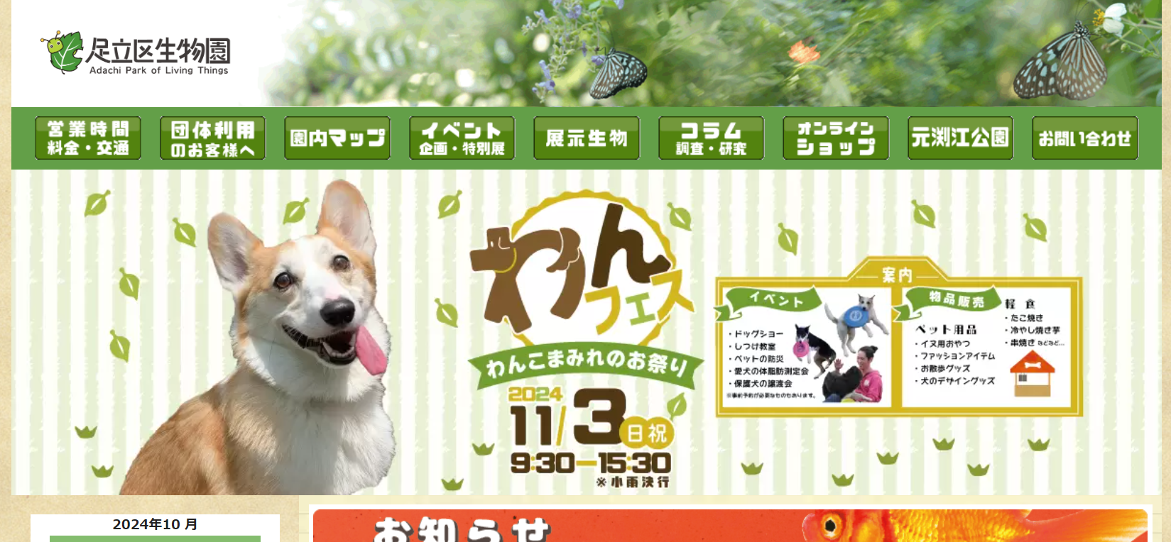 わんフェス