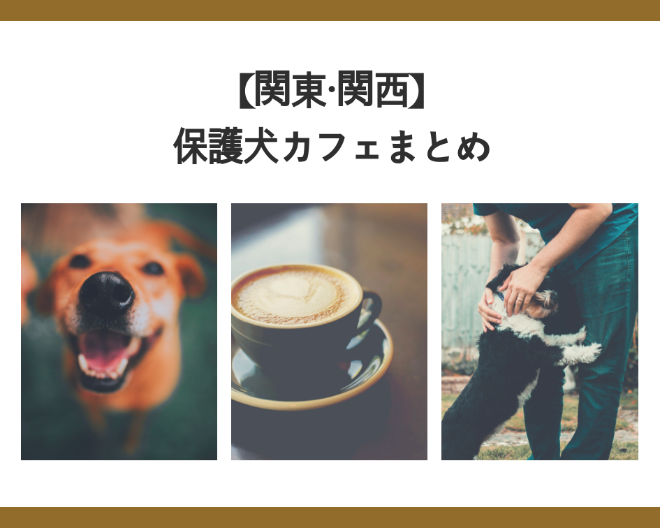 【関東・関西】〜保護犬カフェまとめ〜