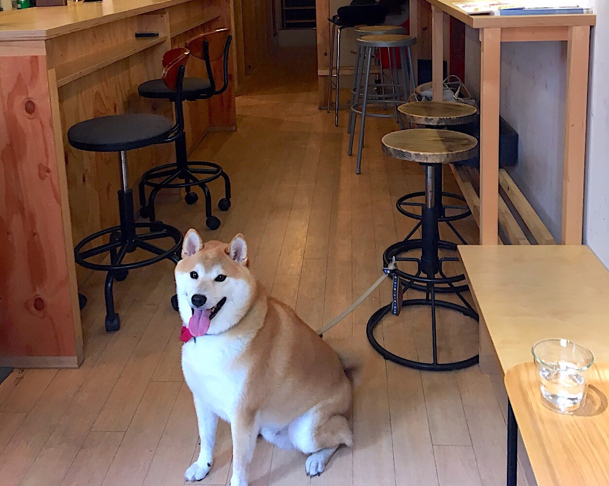 【関東】「大型犬も一緒に入れるお店」東京23区 Part1
