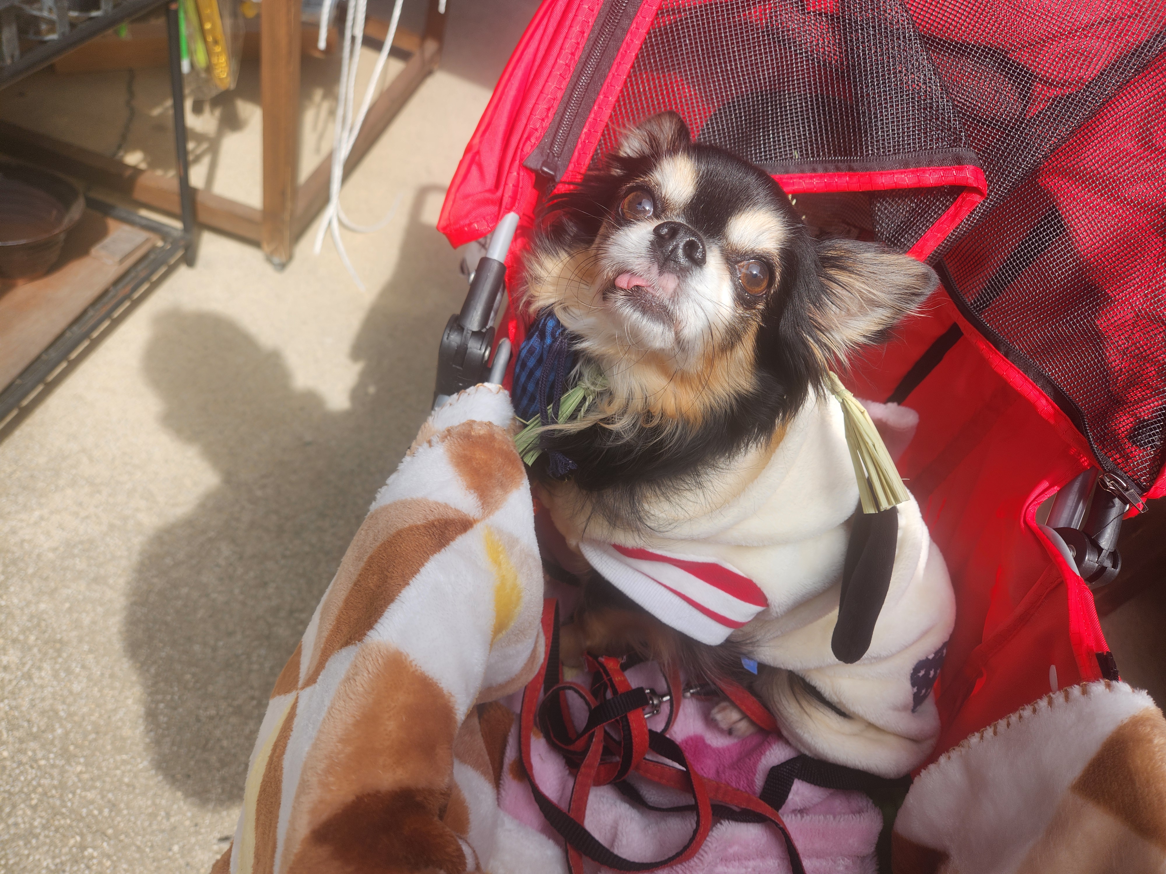 愛犬参加型 おかげ犬体験