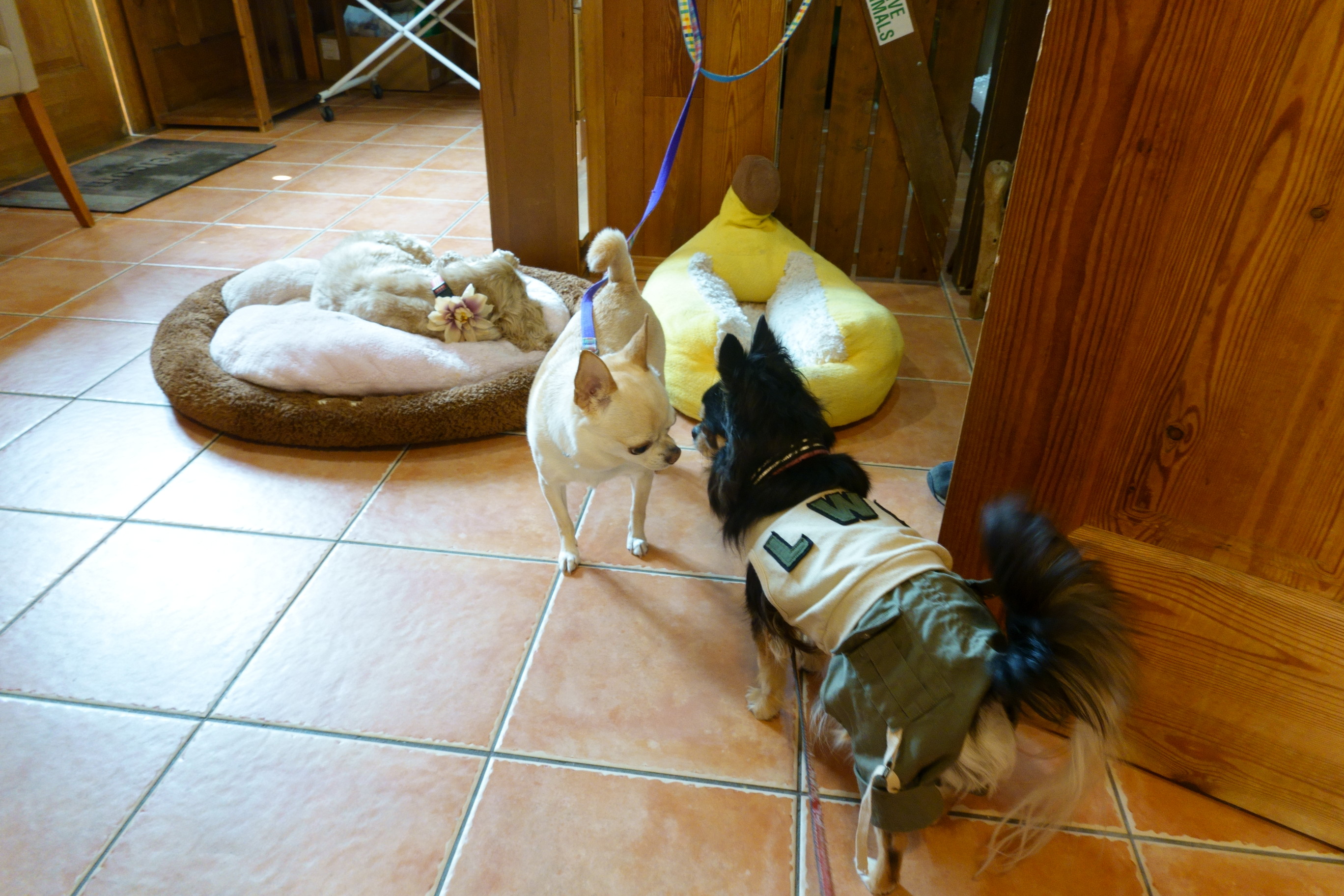 Dogcafe&salon