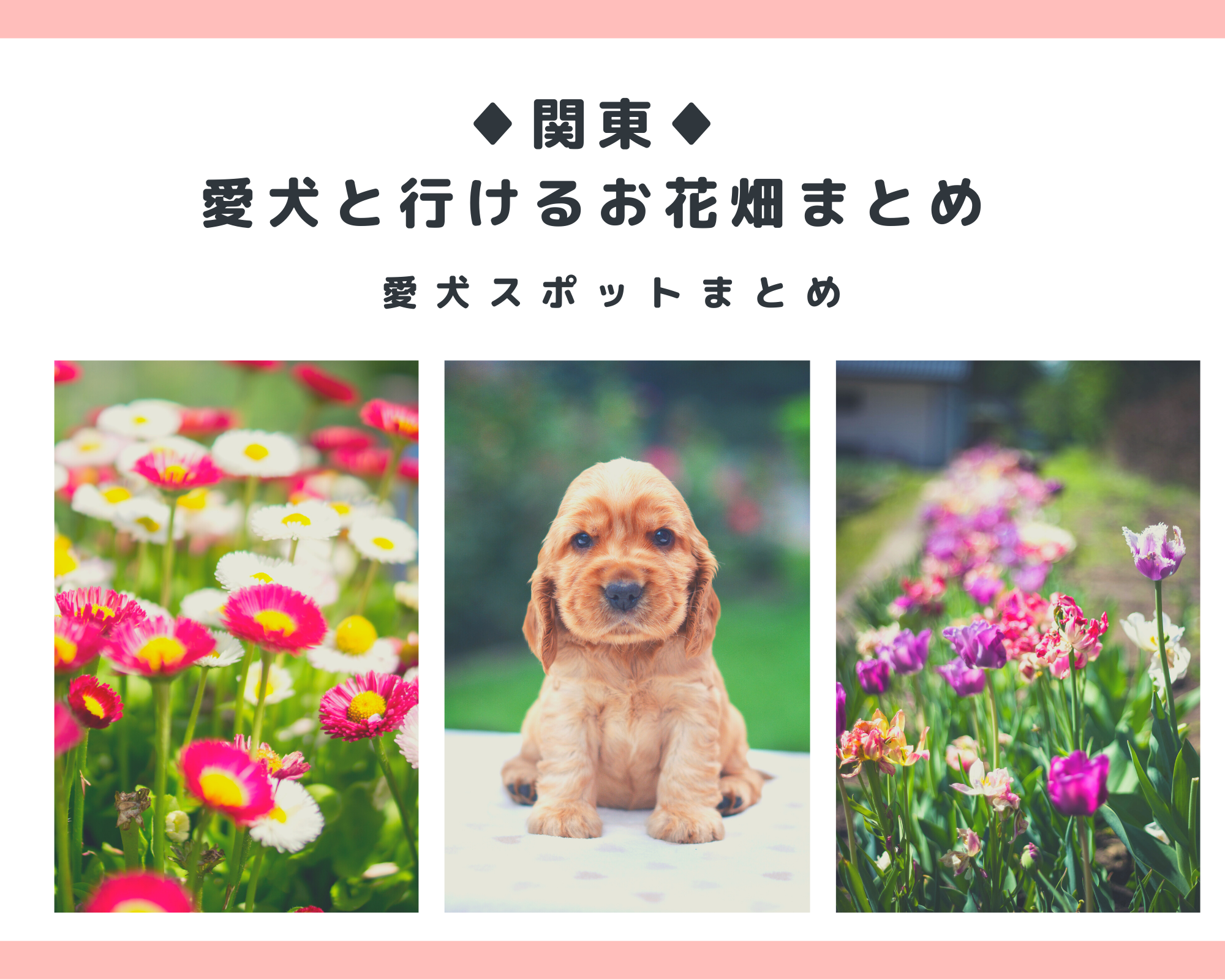 関東 愛犬と行けるお花畑まとめ ペットと一緒