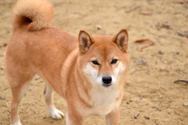 親子・犬ふれあい教室