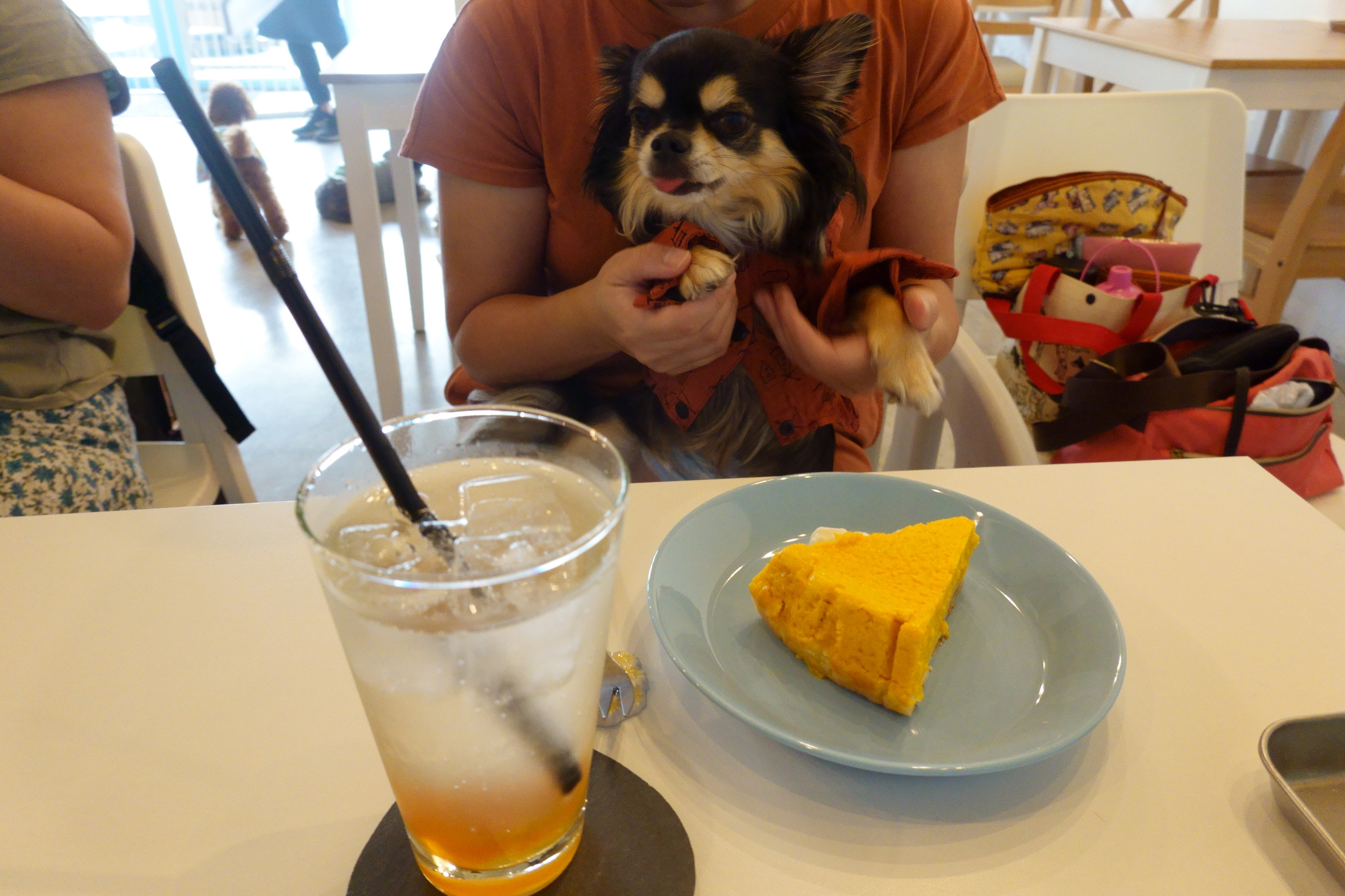 保護犬のいるドッグカフェゼロ