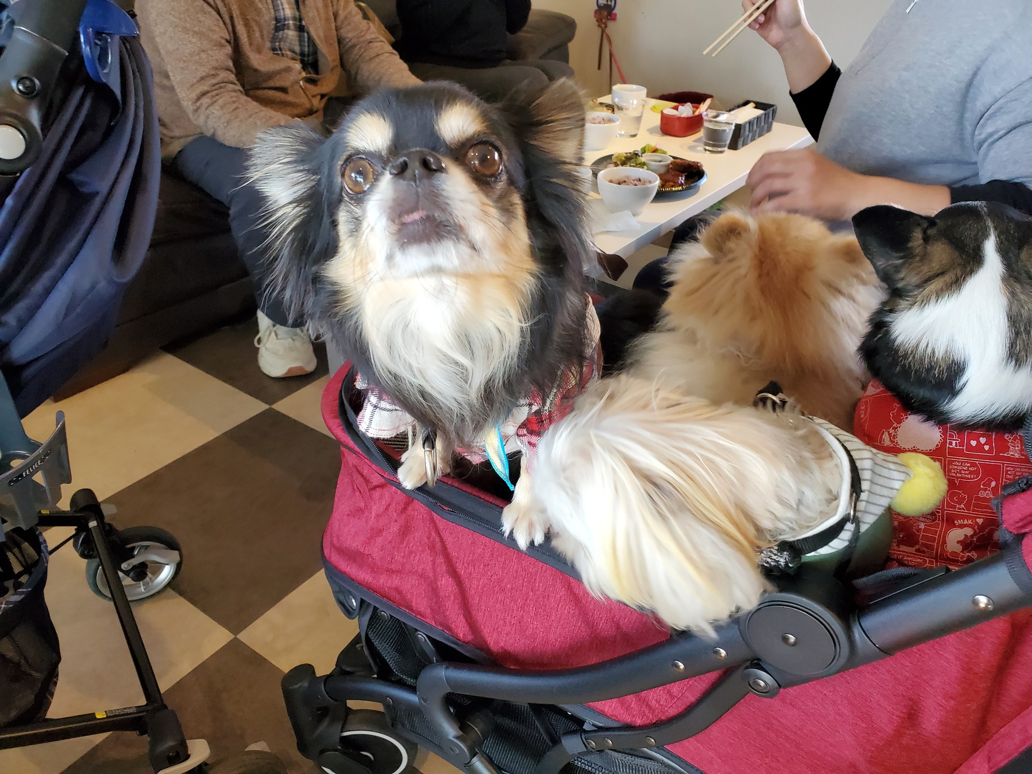 ドッグカフェ メイプル(DogCafe MAPLE)