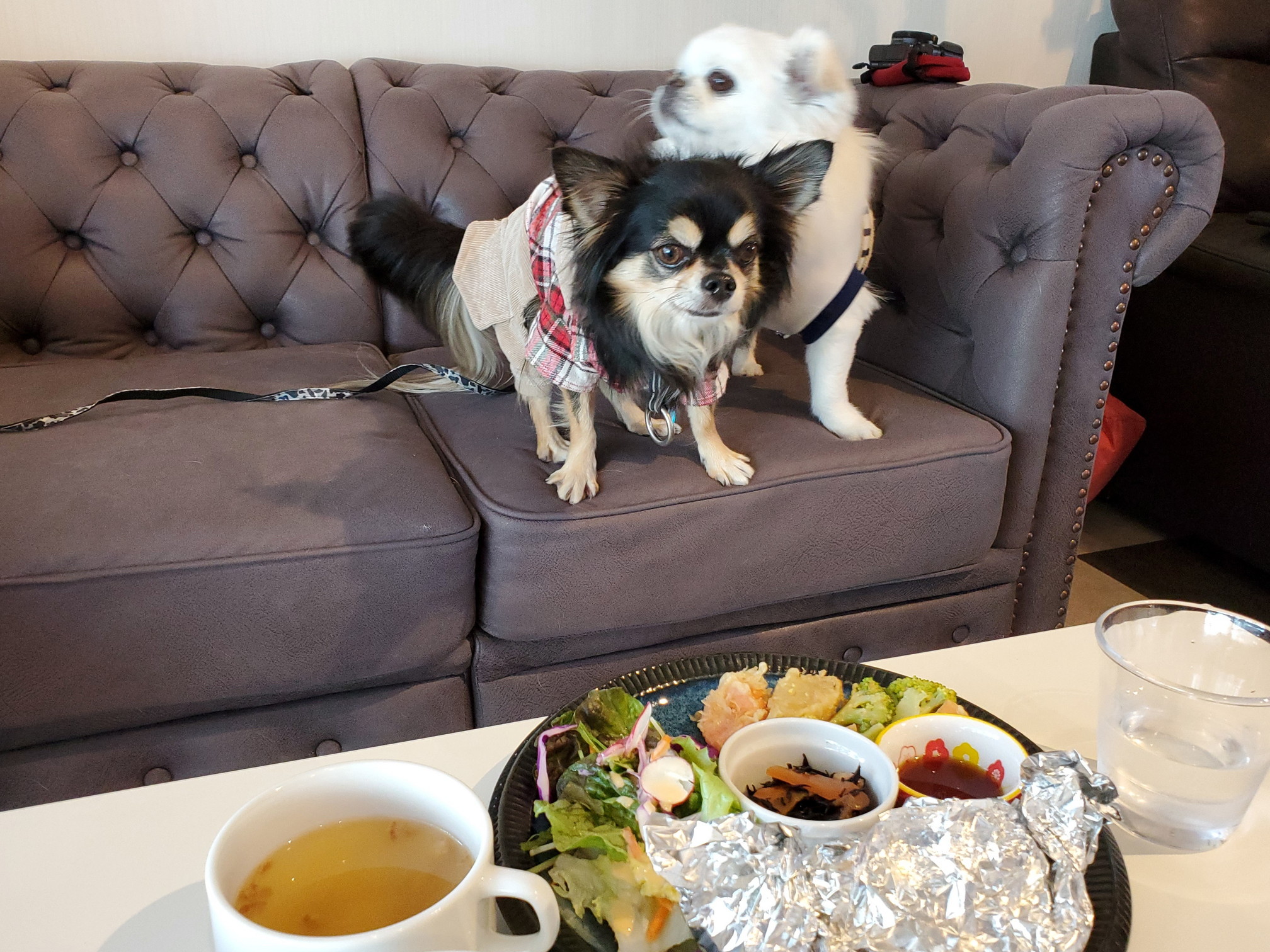 ドッグカフェ メイプル（DogCafe MAPLE）