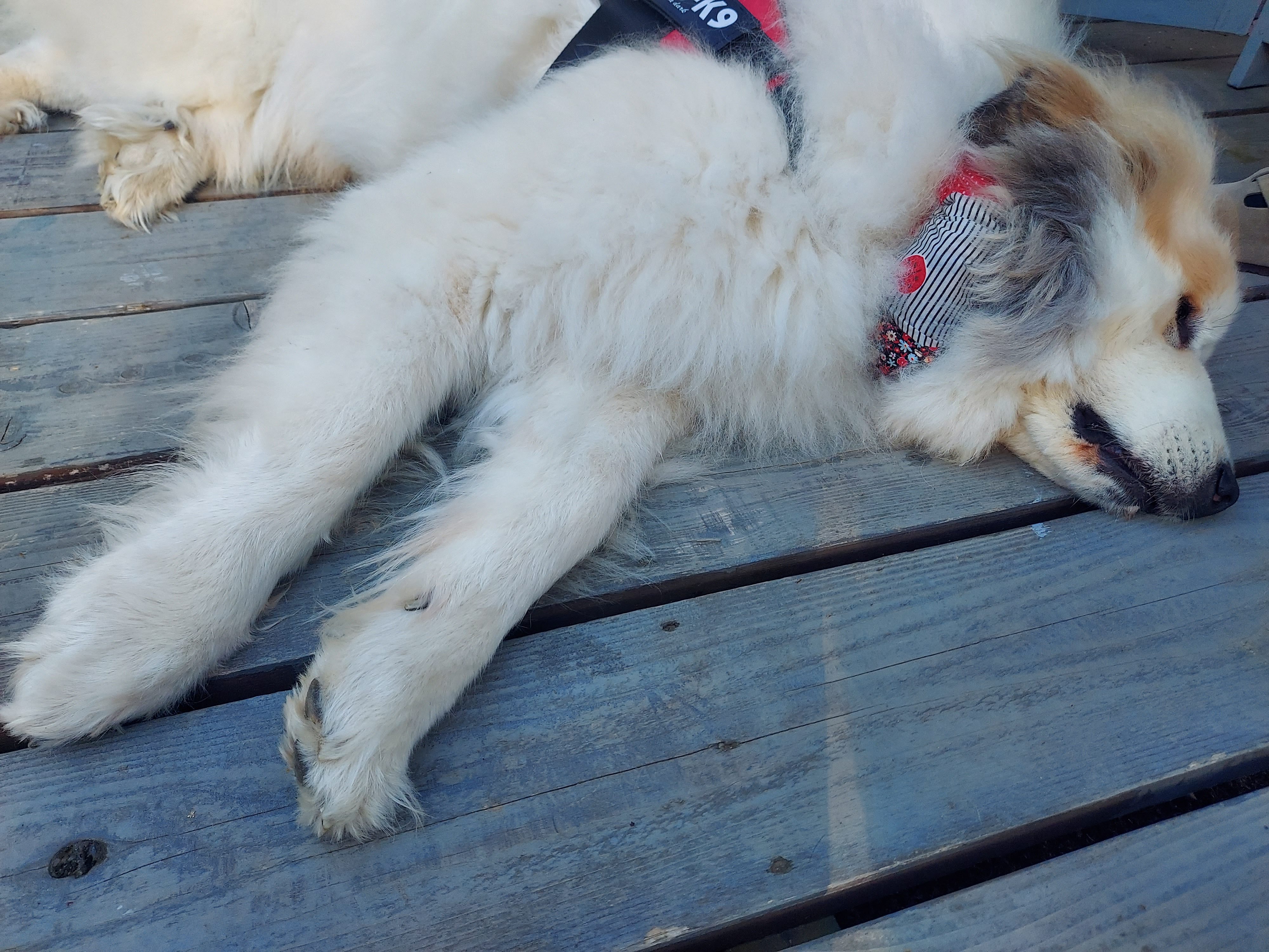 gongoncafe(ごんごんカフェ)