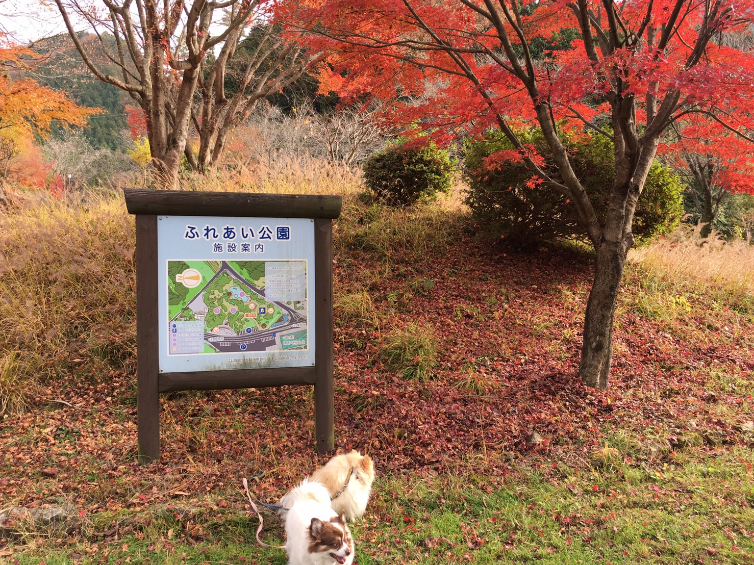 道の駅あわくらんど