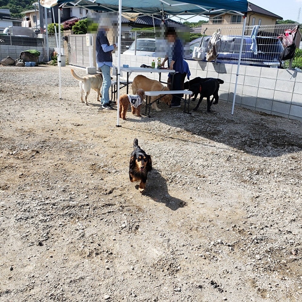 Jr御着駅 わんにゃふる姫路 手作りの広いドッグランでセラピー犬とも触れ合える楽しい施設 ペット 犬同伴可 兵庫県姫路市 ペットと一緒