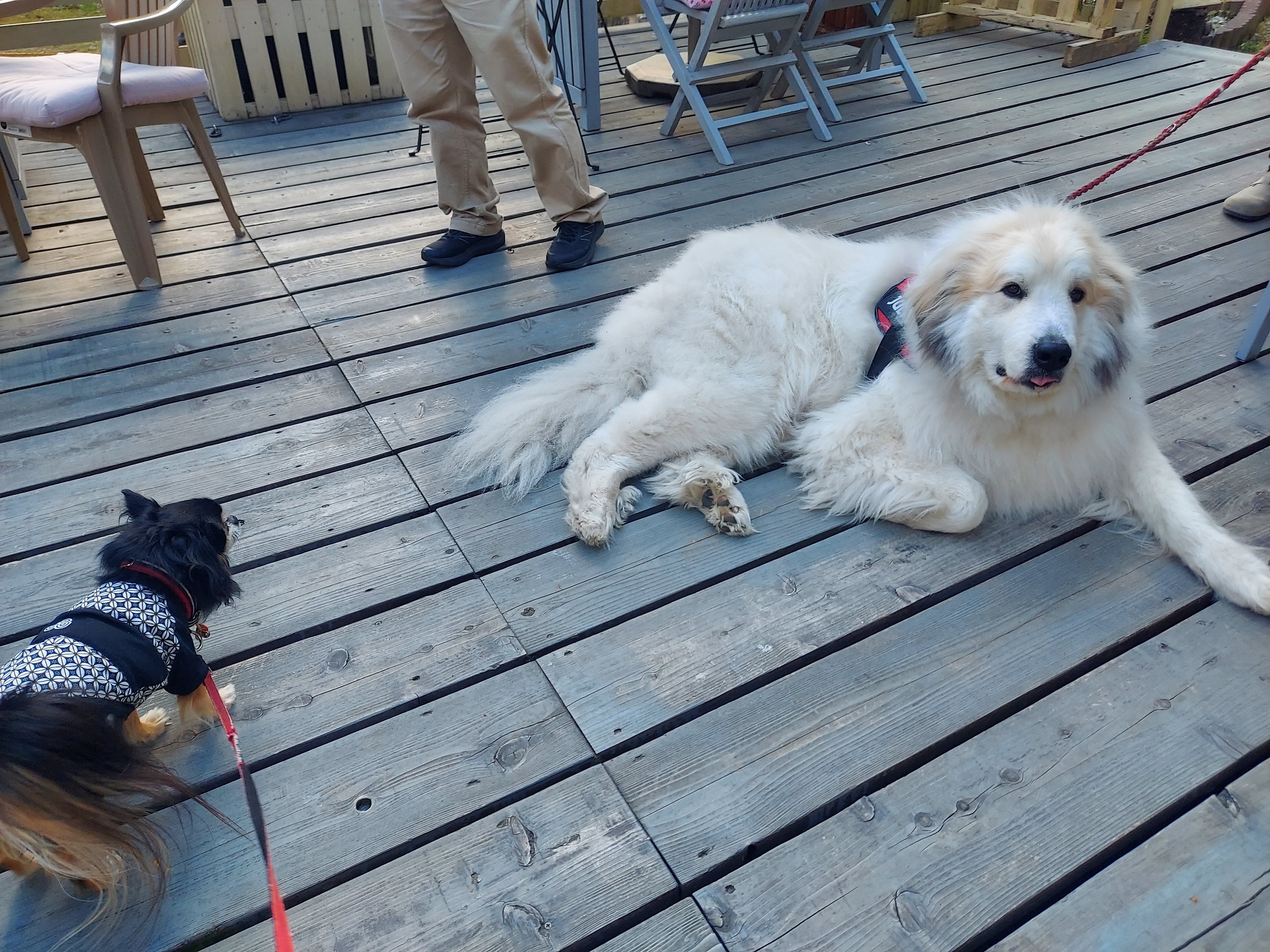 gongoncafe(ごんごんカフェ)