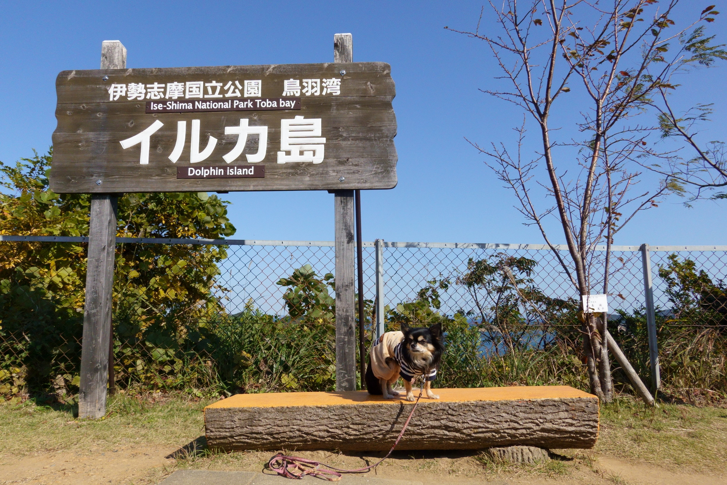 イルカ島