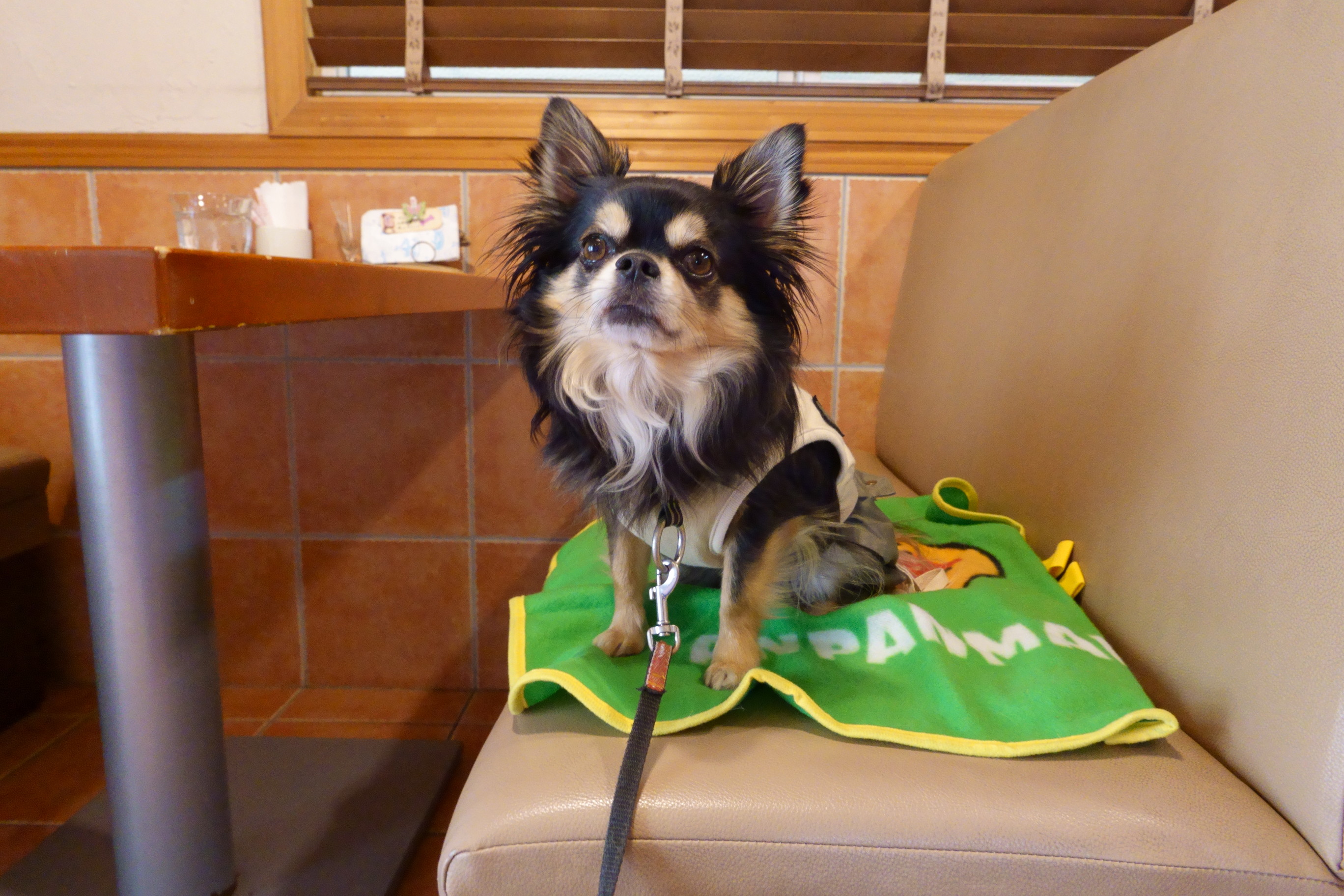 Dogcafe&salon