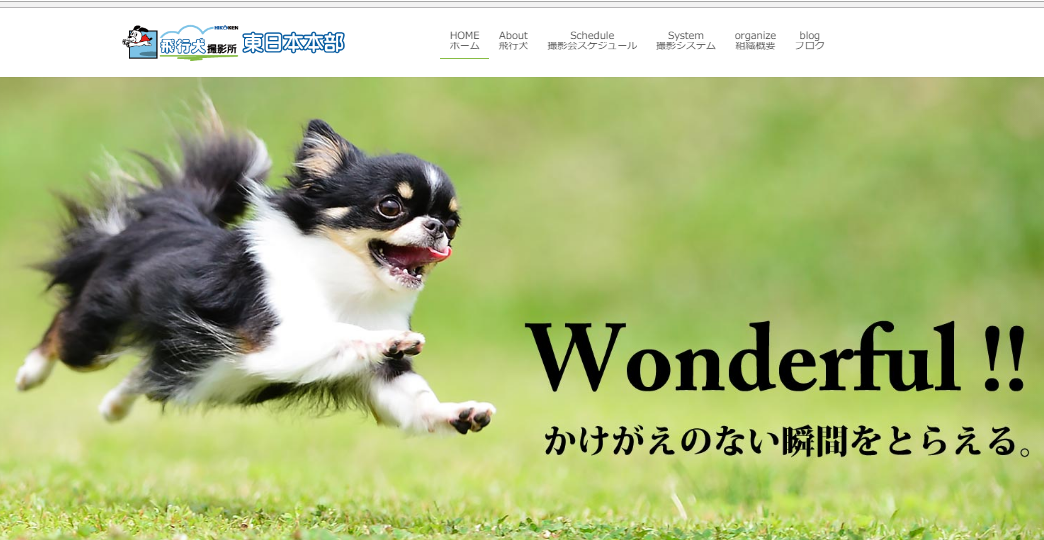 東日本の飛行犬撮影会