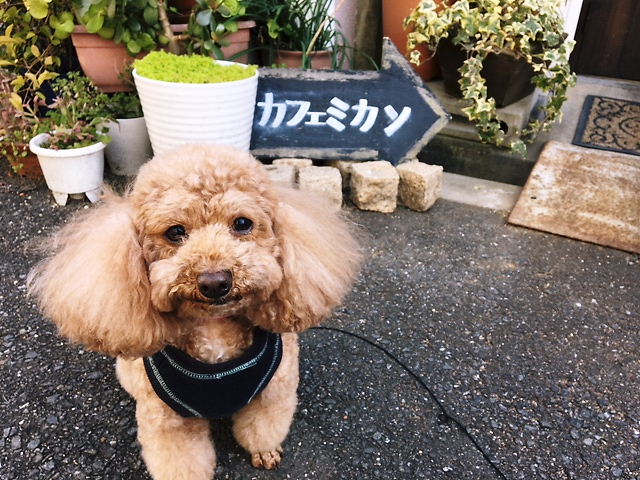 【大阪】愛犬と美味しいケーキが食べられるお店～Part2～