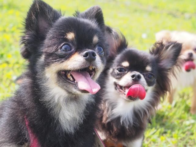 動物愛護ふれあいフェスティバル