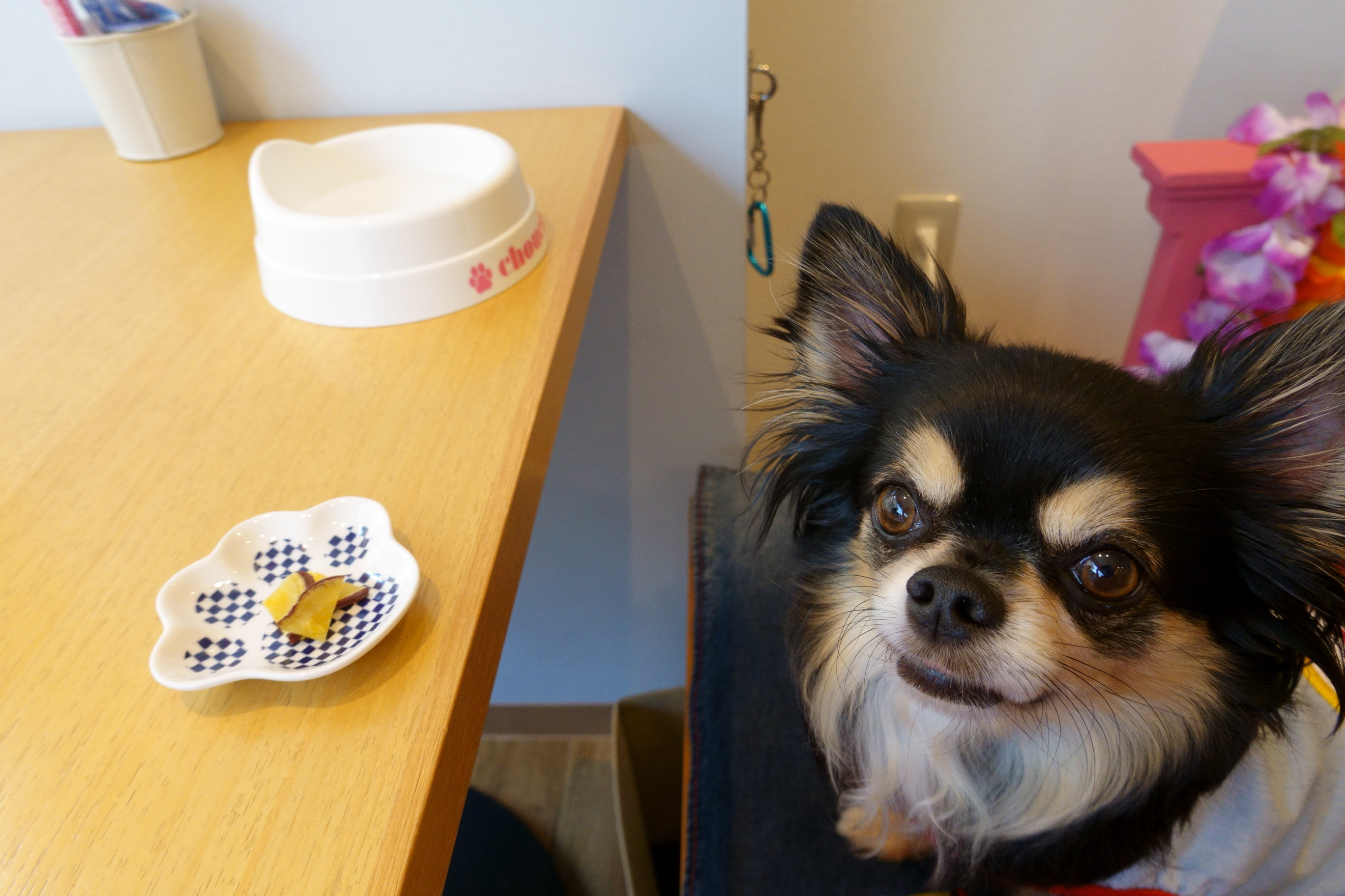 DogCafe ALAN(ドッグカフェ アラン)
