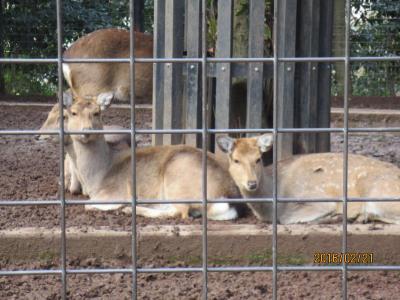 夢見ヶ崎動物公園