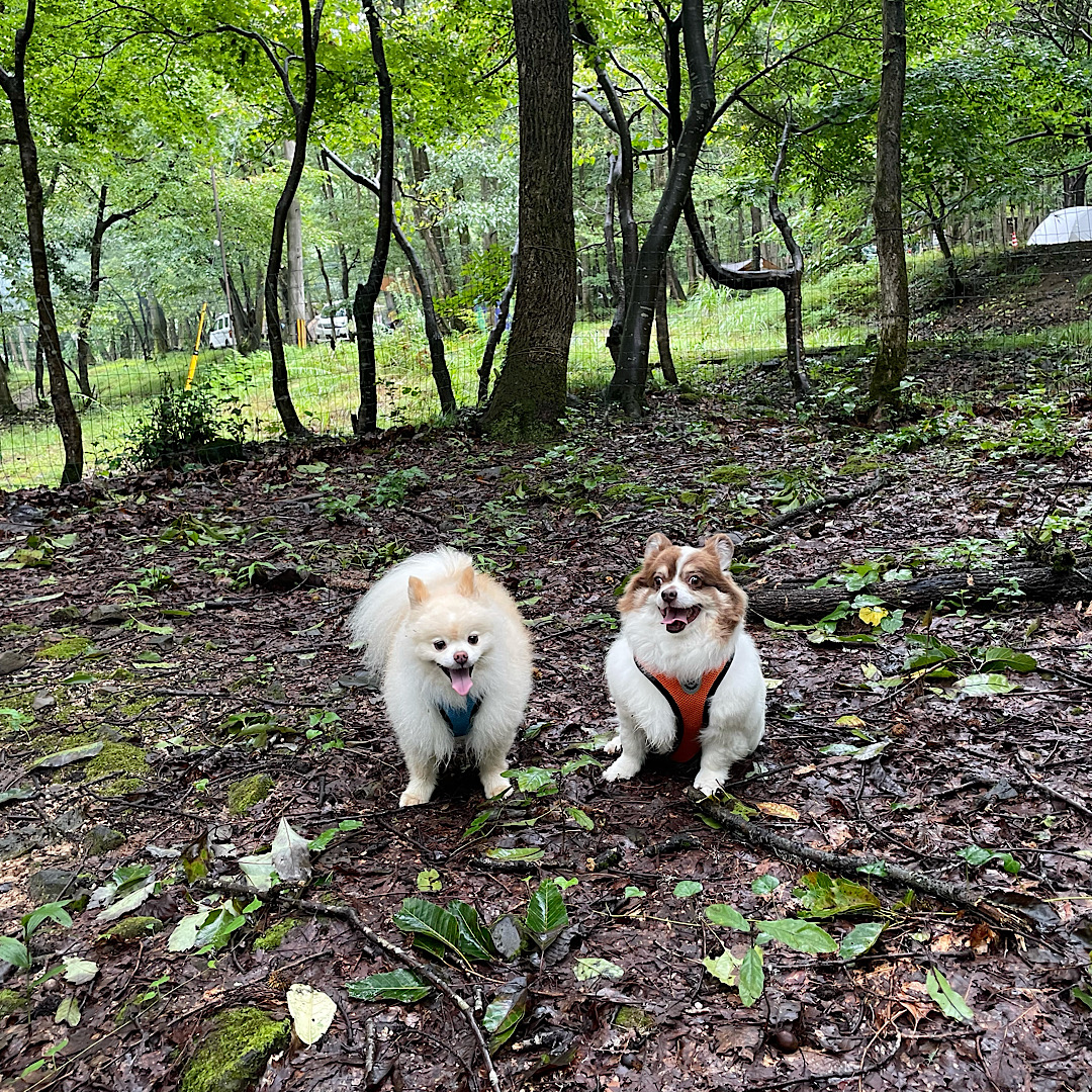 奥琵琶湖キャンプ場