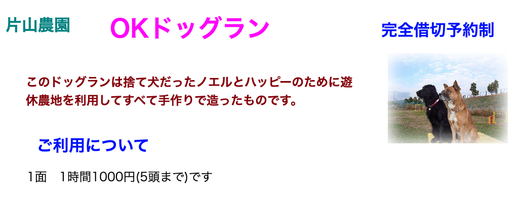 【関西】貸し切りできるドッグランまとめ