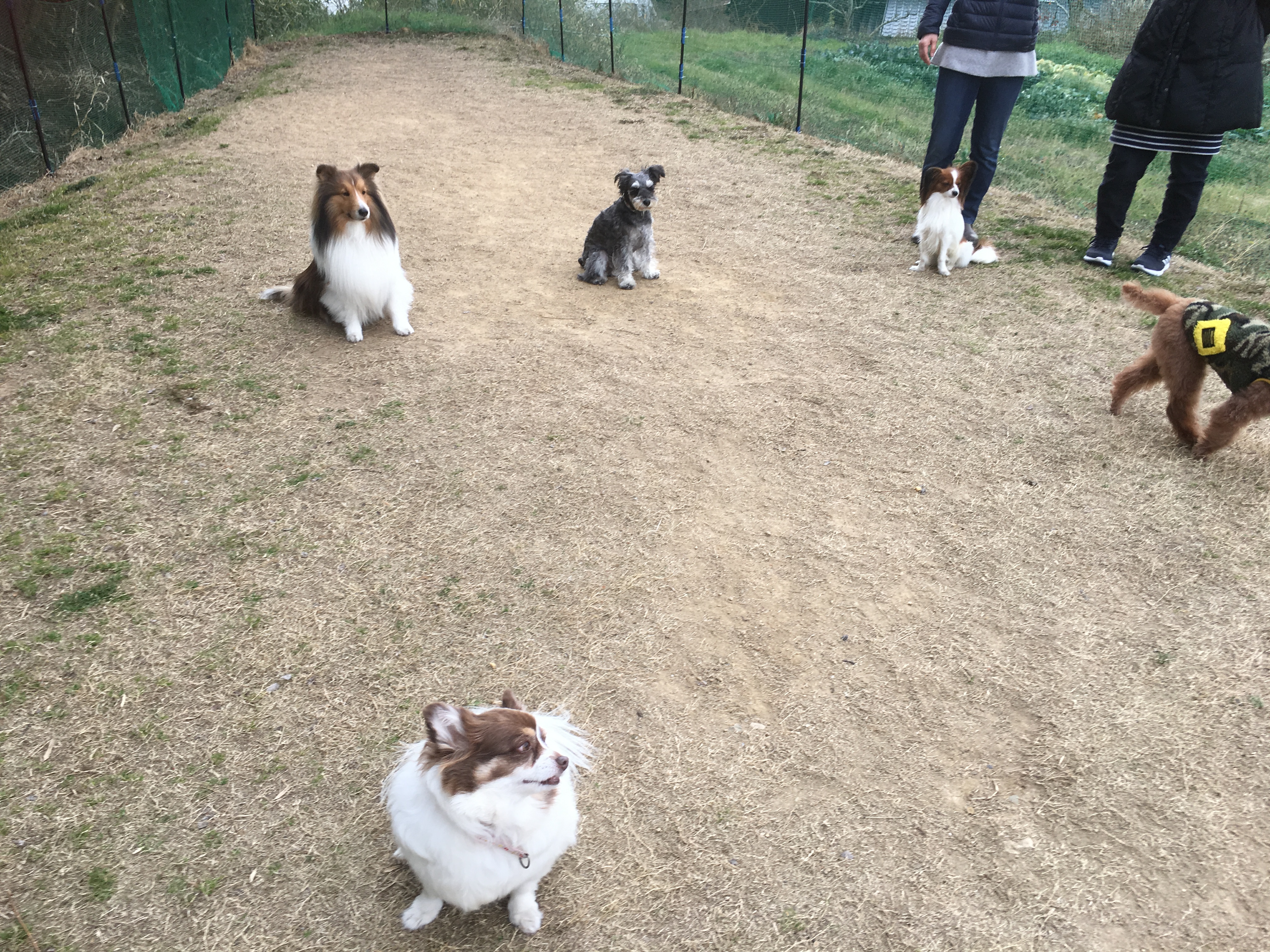 クラウドナインドッグスポーツクラブ