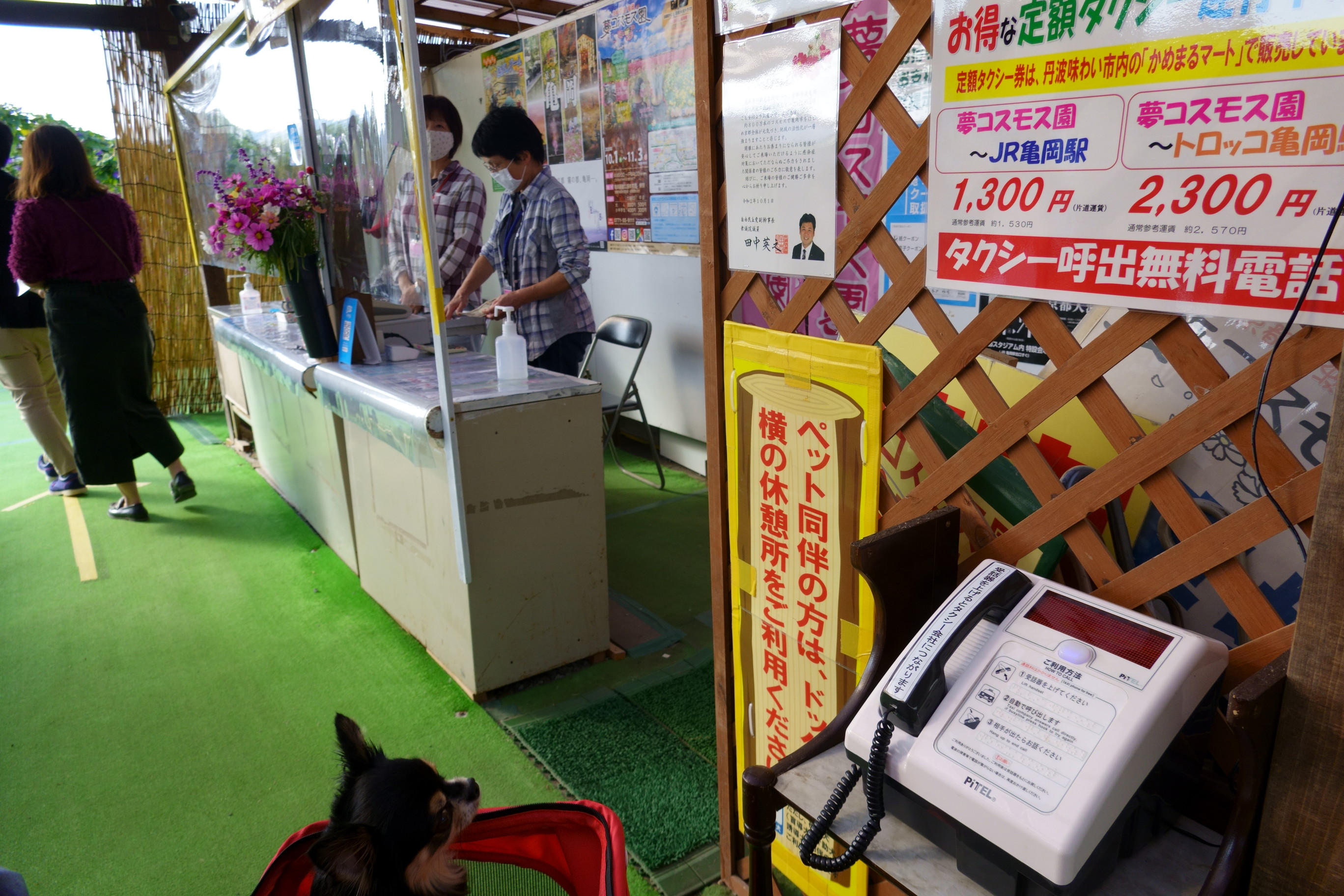 京都丹後／亀岡の夢コスモス園