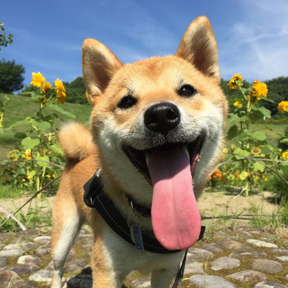 日めくりワンコ!