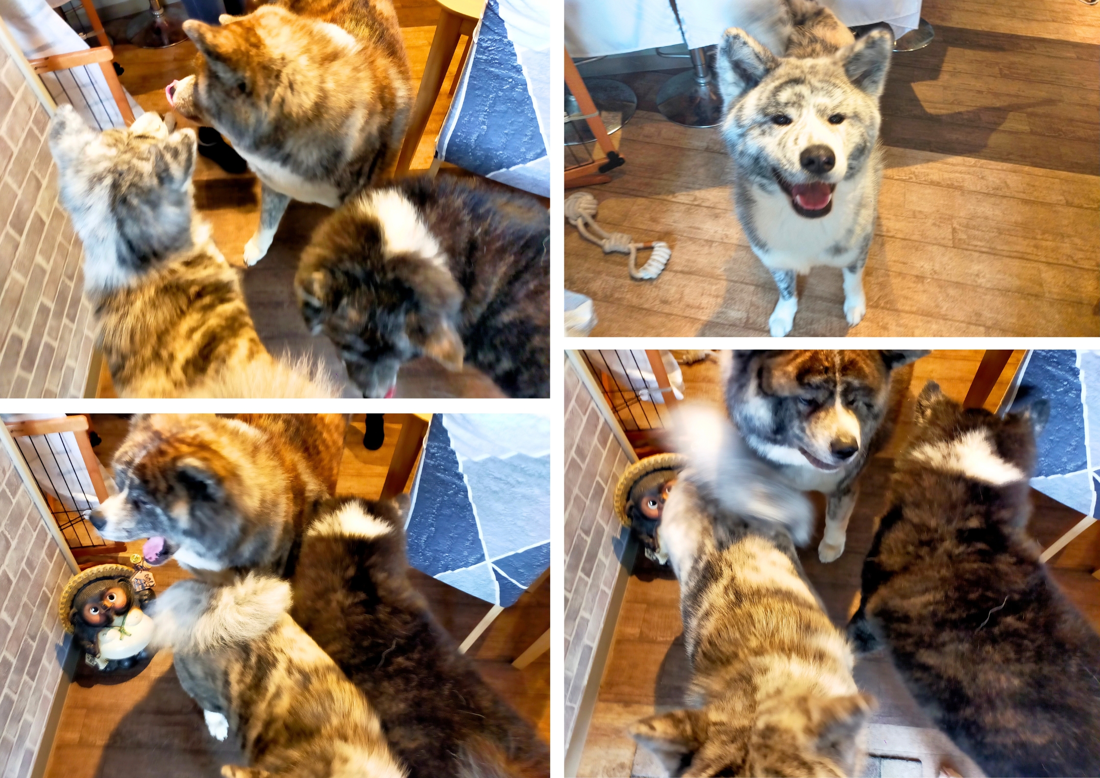 dog居酒屋きなぎ